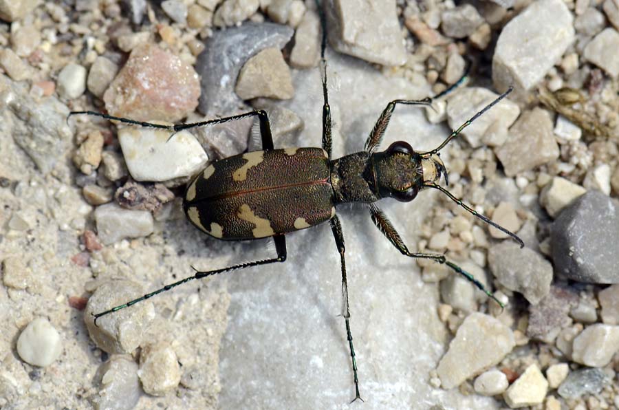 Cicindela (Cicindela) hybrida
